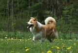 BORDER COLLIE 950